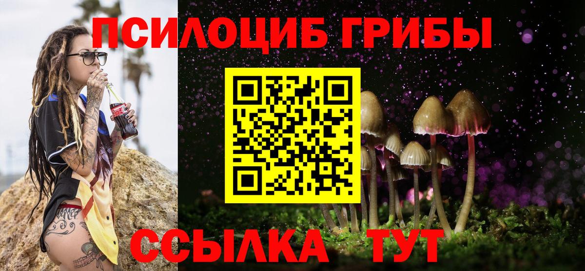 Псилоцибиновые грибы Psilocybe Тара